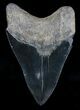 Megalodon Tooth - Sharply Serrated #18346-2